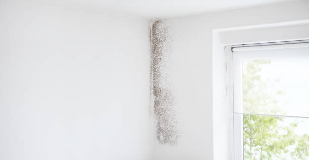 Best Industrial Mold Remediation  in Reform, AL