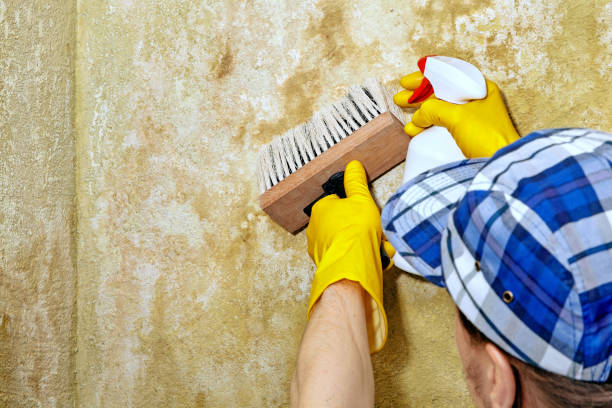 Best Mold Remediation for Healthcare Facilities  in Reform, AL