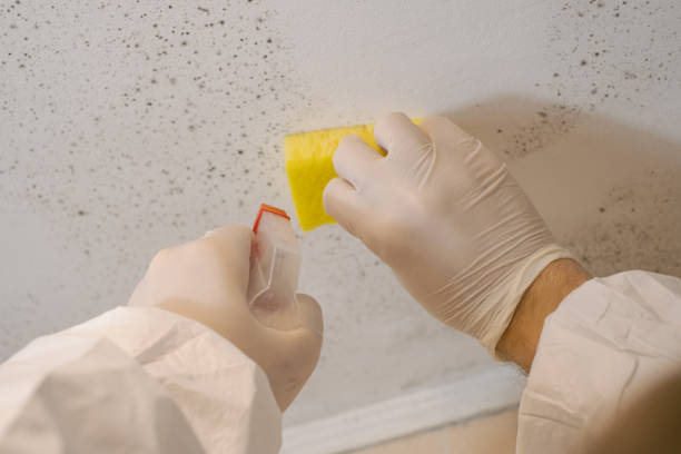 Best HVAC Mold Inspection and Cleaning  in Reform, AL