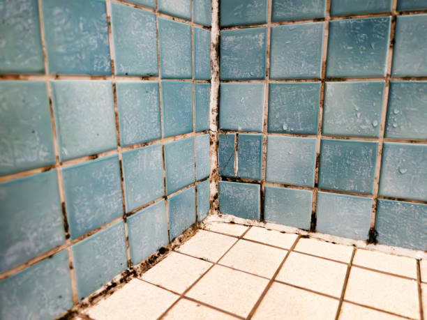 Best Comprehensive Air Testing for Mold Contaminants  in Reform, AL