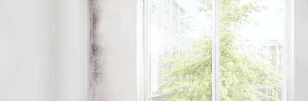 Best Mold Documentation for Insurance Claims  in Reform, AL