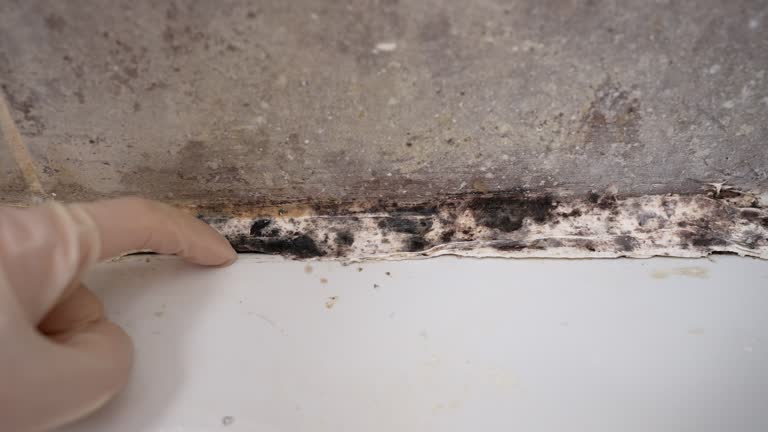 Reform, AL Mold Removal Company