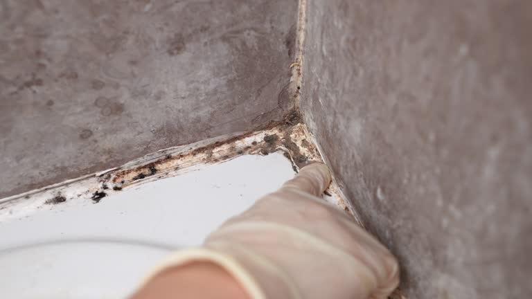 Best Mold Remediation for Healthcare Facilities  in Reform, AL